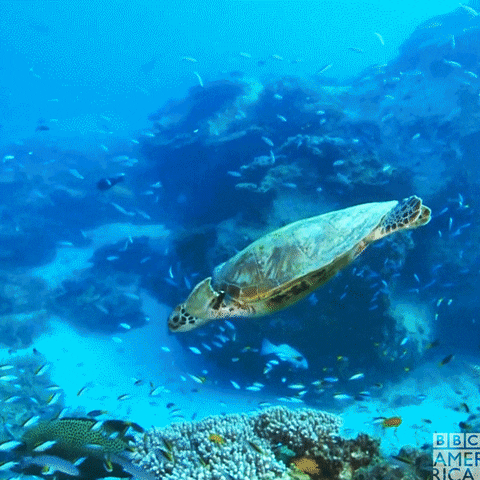 Ocean ft. a Turtle