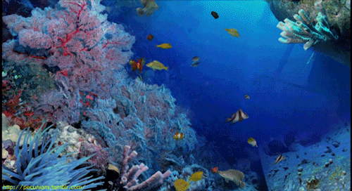 Coral Reefs 1
