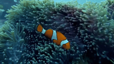 Finding Nemo