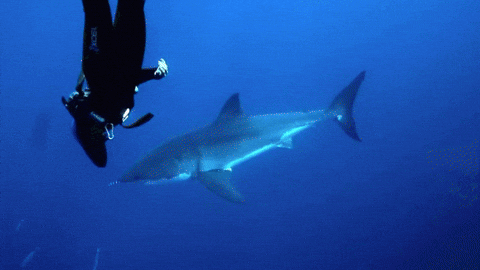 Great White Shark